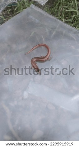 Baby Skink in forest. Nature