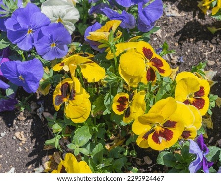 yellow pansy flower in the garden