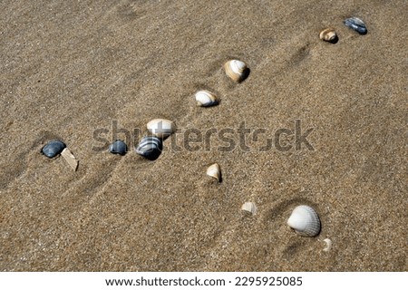 Seashells laying on a wet shoreline