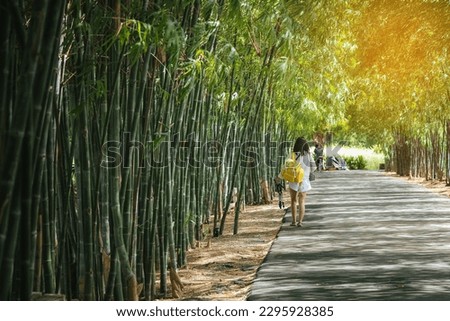 Back view of young woman with photo backpack and holding tripod walks alone to find photoshoot location in bamboo garden. Photographer female fun happy with walking travel nature in the bamboo forest.