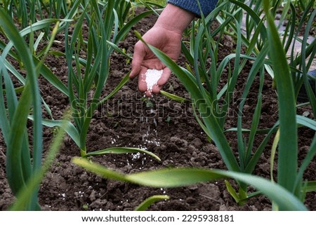 Bed of young winter garlic in the garden. Growing garlic using mineral fertilizers. A hand pours fertilizer into the aisle of garlic. Royalty-Free Stock Photo #2295938181