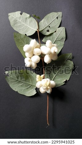 Snowberry (Symphoricarpos albus) branch with white berries