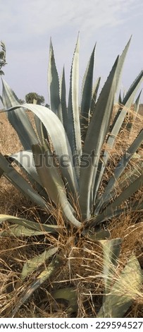 Although it is called the century plant, it typically lives only 10 to 30 years. It has a spread around 1.8–3.0 m (6–10 ft) with gray-green leaves of 0.9–1.5 m (3–5 ft) long, each with a prickly margi Royalty-Free Stock Photo #2295945271