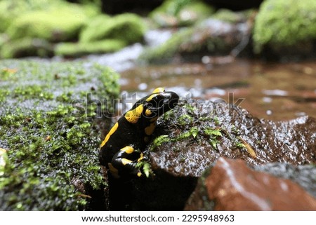 salamander in its natural habitat in a mossy shady moist creek gorge