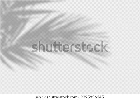 Shadow overlay of palm tree branch. Transparent overlay shadow effect from tropical palm leaves. Realistic soft light effect of shadows and natural light on transparent background. Vector.