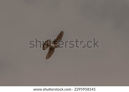 American Kestrel flies above the marsh