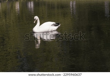 A beautiful white swan on blue misty lake