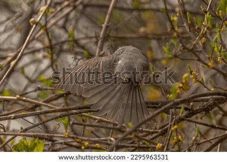 Tufted Titmouse dries its feathers after a bath while perched on a tree branch