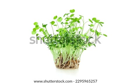Microgreen clover isolate on white background. Selective focus. Food.