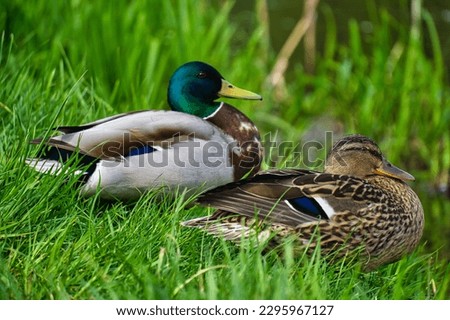 pair of mallard ducks sitting in the grass by the lake shore. male and female duck. Spring in Poland Royalty-Free Stock Photo #2295967127