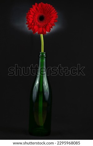 A red Gerbera Daisy with a long green leafless stem in a wine bottle vase. Royalty-Free Stock Photo #2295968085