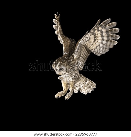 Tawny owl (Strix aluco) flying in darkness. This predator bird is on the lookout and hunting for mice. Wildlife scene of nature in Europe. Royalty-Free Stock Photo #2295968777