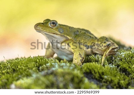 Pool Frog (Pelophylax lessonae) is a European frog in the family Ranidae. Reasons for declining populations are air pollution leading to over-nitrification of pond waters. Wildlife Scene of Nature  Royalty-Free Stock Photo #2295969399
