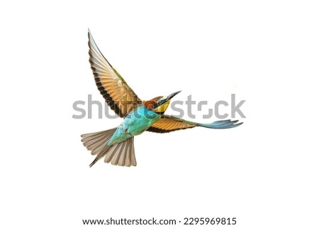 European Bee-Eater (Merops apiaster) in Flight and Isolated on White Background near Breeding Colony. This bird breeds in southern Europe and in parts of north Africa and western Asia.  Royalty-Free Stock Photo #2295969815