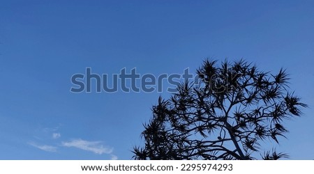 the dazzling color of the blue sky and the light of the wind on the edge of the trees