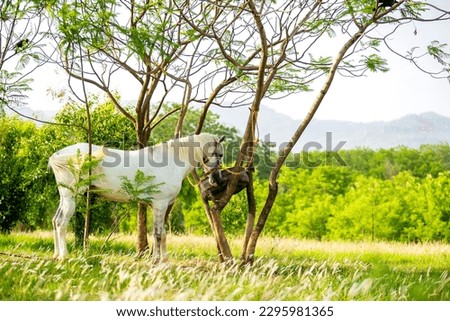 White Horse In Field On sunny Day. High quality photo, urban horse