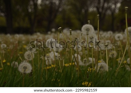 dandelion plant with garden background