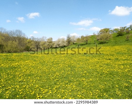 Beautiful blossoms of dandelions on the meadow at Divoká Šárka is a nature reserve on the northwestern outskirts of Prague, the capital city of the Czech Republic. (Divoka Sarka)