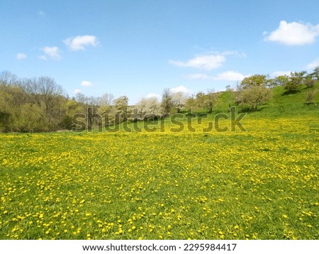 Beautiful blossoms of dandelions on the meadow at Divoká Šárka is a nature reserve on the northwestern outskirts of Prague, the capital city of the Czech Republic. (Divoka Sarka)
