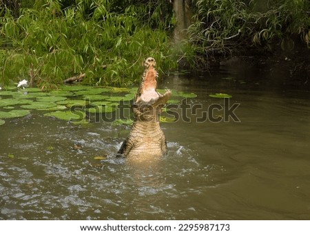 Saltwater crocodile (Crocodylus porosus) (saltie) springing from the water with a thrash of their powerful tails in the coastal wetlands of Queensland, Australia Royalty-Free Stock Photo #2295987173