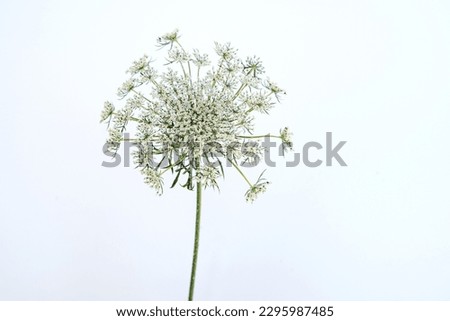 White flowers on a neutral background