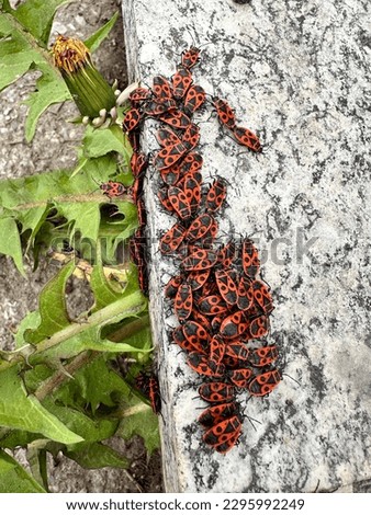 Bunch of fire bugs. Red with black spots bugs. Pyrhocoris apterus.