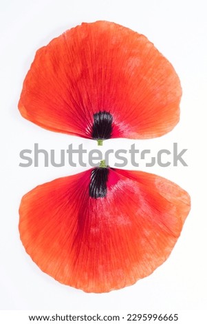 two isolated common poppy petals on white