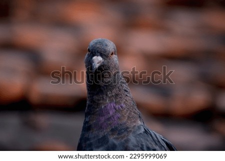 Racing Pigeon (Columba livia domestica) Adult,stray ,perched on fence. Beautiful pigeon picture with Selective focus and blur background.