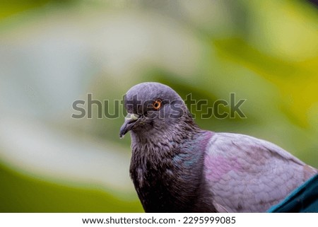 Racing Pigeon (Columba livia domestica) Adult,stray ,perched on fence. Beautiful pigeon picture with Selective focus and blur background.