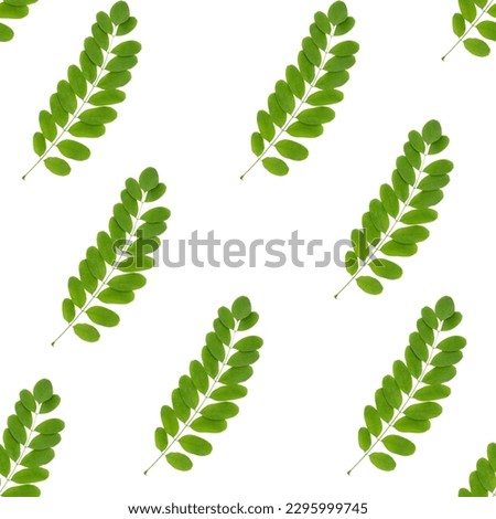 Seamless pattern with summer green acacia leaves