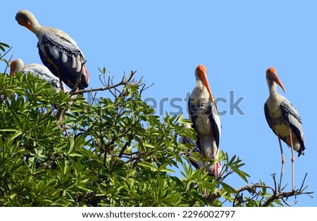 Leptoptilos is a genus of very large tropical storks, or the adjutant bird. The name means thin (lepto) feather (ptilos). 2 species are resident breeders in southern Asia and Sub-Saharan africa