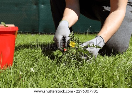 A man removes weeds from the lawn in the garden with a knife and his hands are protected with gloves
