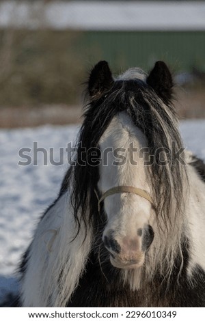 horse portrait with beautiful long hair 