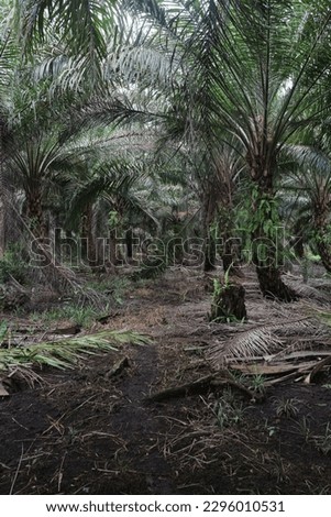 Photo of oil palm plant. Its latin name is Elaeis guineensis jacq.