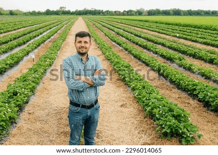 Young pretty farmer man looking at camera standing on farmland with crossed arms and strawberry crops in background. young male portrait on farmland.