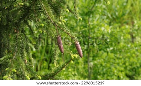 Norway Spruce (Picea abies): The iconic coniferous tree of Scandinavia. Spring season