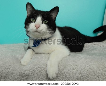 adorable black and white cat lying down wearing a bow tie