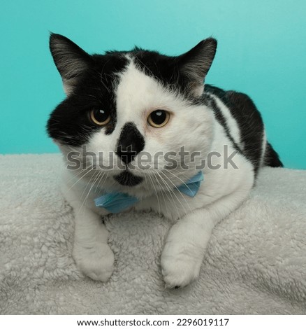 adorable white and black kitty cat wearing a blue bow tie lying down portrait