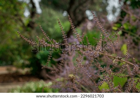  purple rain - astilbe chinensis - flowering purple astilbe in s