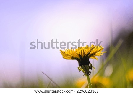spring dandelion flower on a background of green grass and blue sky