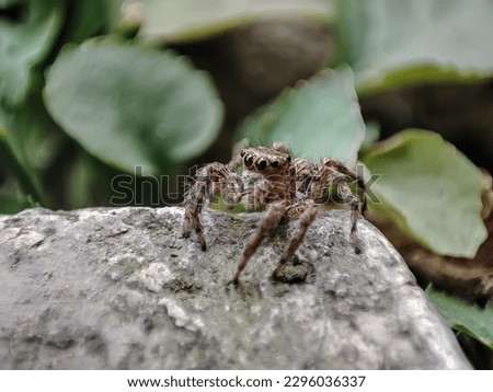 Jumping Spider in Macro Shot. This spider is known to eat small insects like grasshoppers, flies, bees as well as other small spiders.