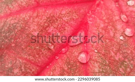 The Water Drops Above The Red Taro Leaves On A Beautiful Morning.