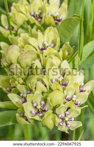 Closeup of Asclepias viridis growing in a field in Texas.