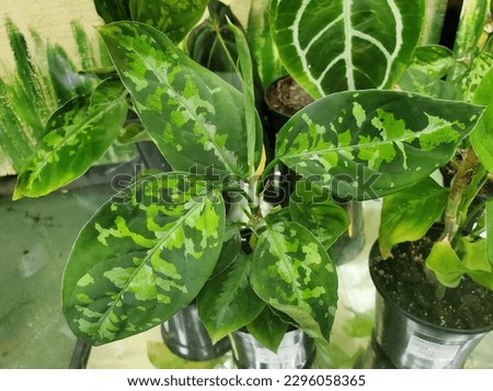 Beautiful variegated leaves of Aglaonema Pictum Tricolor, a rare tropical houseplant Royalty-Free Stock Photo #2296058365
