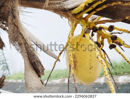 yellow coconut fruit on the tree