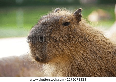 Capybara swim in the water pond at zoo park