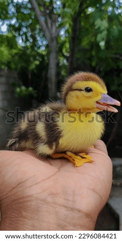 A newly born baby duck picture with green nature background. Mobile shot.