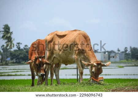 The milky cows resting near the green fields. Indian cattle, livestock. Domestic animal.
