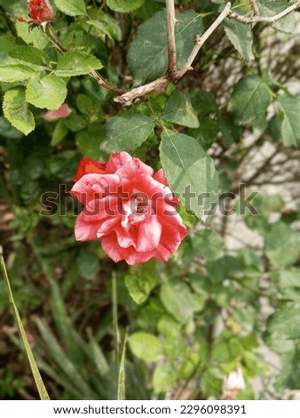 Delicate pink rose in the garden