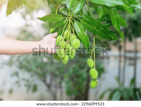 The man hold mango on tree in the morning day.
